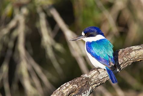 What Kind of Birds are Found in Australia? - WorldAtlas