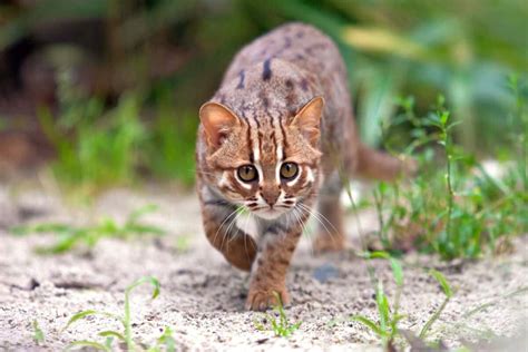 Rusty-Spotted Cat: Meet the Smallest Exotic Cat in the World