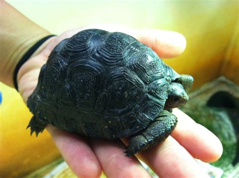 aldabra tortoise for sale | baby Aldabra tortoise for sale