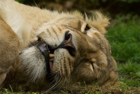 Close Up Shot of a Lion Face · Free Stock Photo