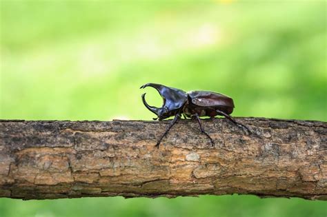 Premium Photo | Close up male fighting beetle (rhinoceros beetle) on tree