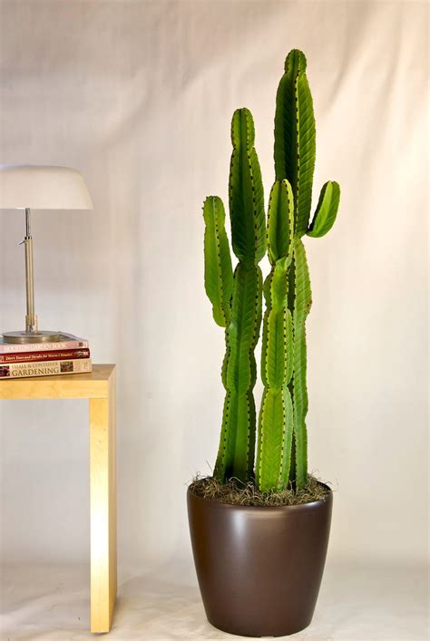 Cactus | Candelabra Tree - Houston Interior Plants