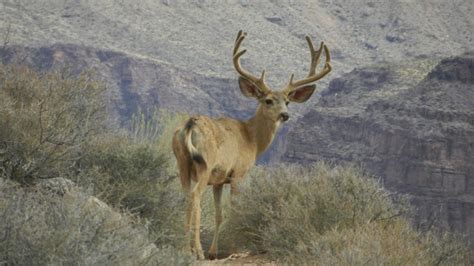 Wildlife of the Grand Canyon – Grand Canyon Collective