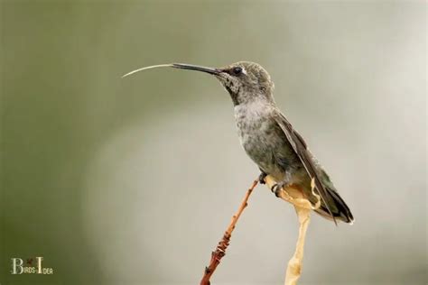 How Long Is Hummingbird Beak?