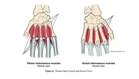 5- human hand palmar Diagram | Quizlet