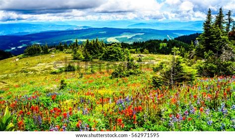 Hiking Through Alpine Meadows Full Wildflowers Stock Photo 562971595 ...