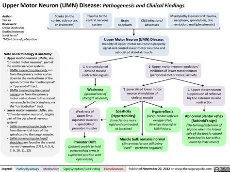 Upper Motor Neuron (UMN) Disease: Pathogenesis and Clinical Findings ...