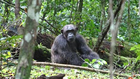 Lethal chimpanzee attacks on gorillas seen for first time in the wild - CNN