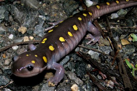 PA HERP IDENTIFICATION » Spotted Salamander