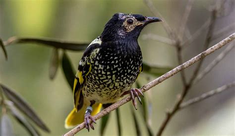 Regent Honeyeater | The Animal Facts | Appearance, Diet, Habitat