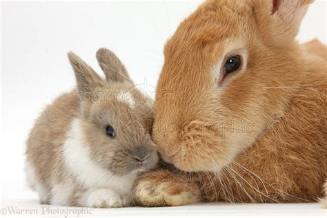 Flemish Giant Rabbit and baby rabbit photo WP31947