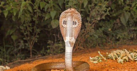 20 Mind-blowing Facts About Spitting Cobra - Facts.net