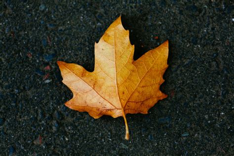 Autumn Leaves Macro Shots — THOMAS FITZGERALD PHOTOGRAPHY