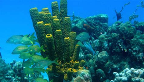 Plants in a Coral Reef | Sciencing