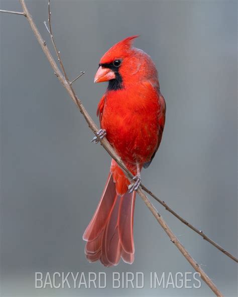 Northern Cardinal in Winter Bird Picture Photo Print - Etsy