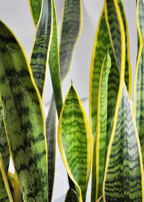 Snake Plant Design Ideas Sawareh