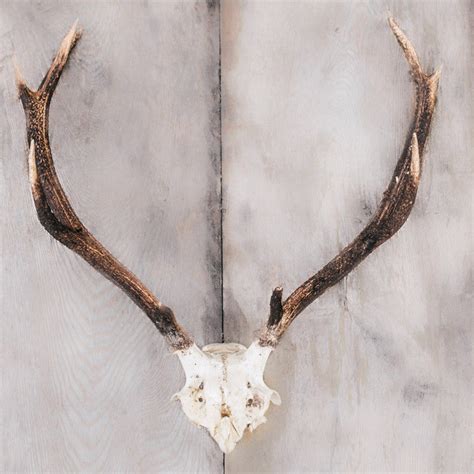 Red Deer Antlers – Balgove Larder Farm Shop, Butchery & Cafe