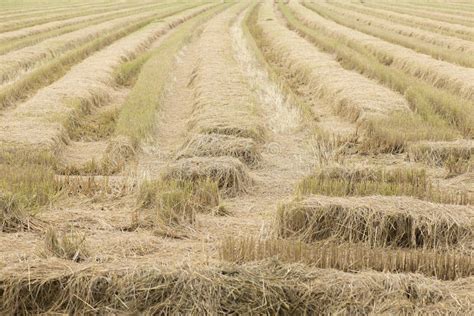 Rice Paddy Field After Harvest. Stock Photo - Image: 44313326