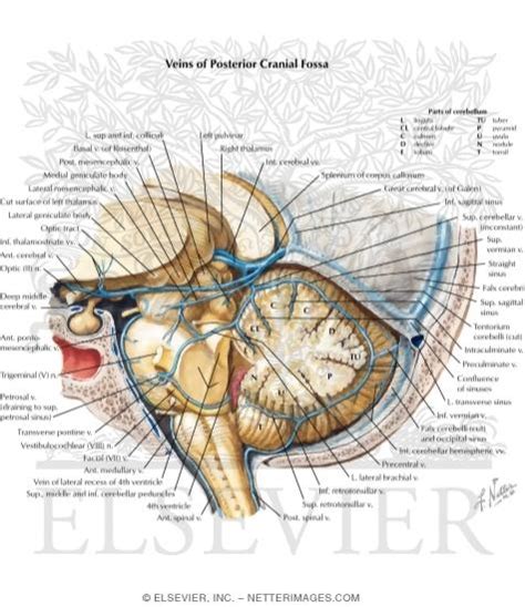 Veins of Posterior Cranial Fossa