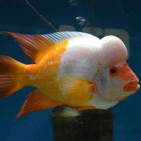 Midas Cichlid | AJ Aquatics, Inc.