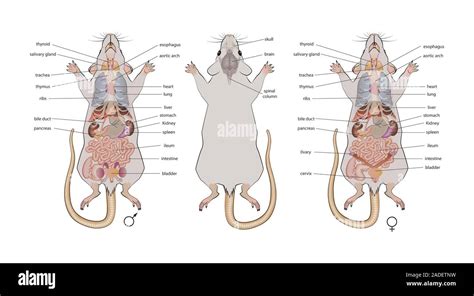 Mouse (Mus musculus) anatomy. Illustration showing the anatomy of male ...