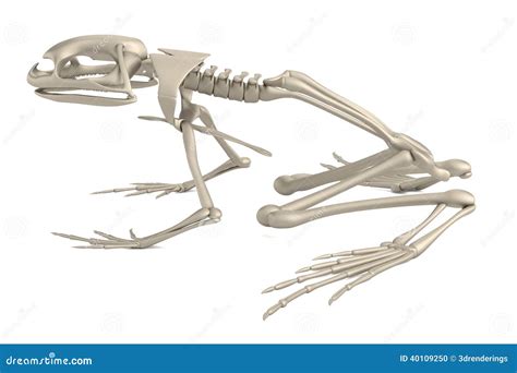 3d Render Of Frog Skeleton Stock Illustration - Image: 40109250