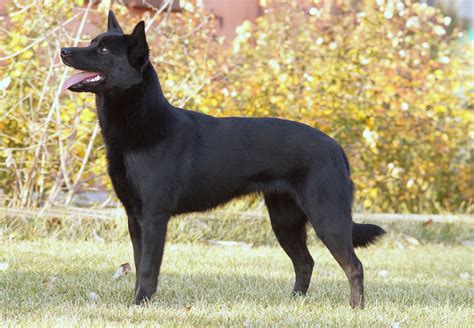 Australian Kelpie History, Personality, Appearance, Health and Pictures