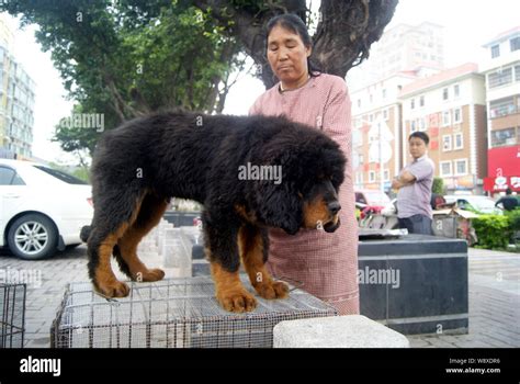 Are Tibetan Mastiff Friendly