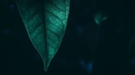 PicZene - Dark Green Nature Wallpaper 4k