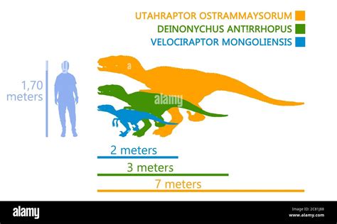 Comparison of the measurements between a man and the velociraptor ...