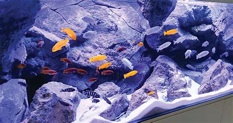 The Fascinating World of Lake Malawi Cichlids - Creature Companions ...