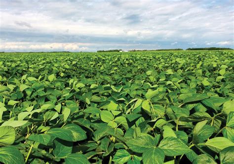 Know the soybean varieties you're planting - Manitoba Co-operator