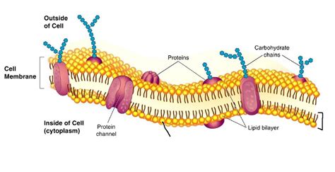 Phospholipid/Cell Membrane Diagram Diagram | Quizlet