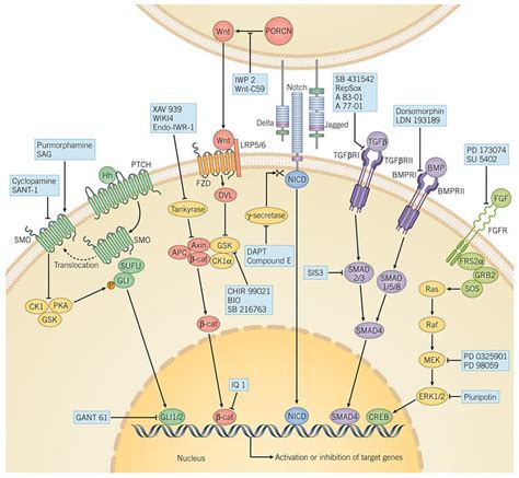 Cancer Cell Signaling Pathways