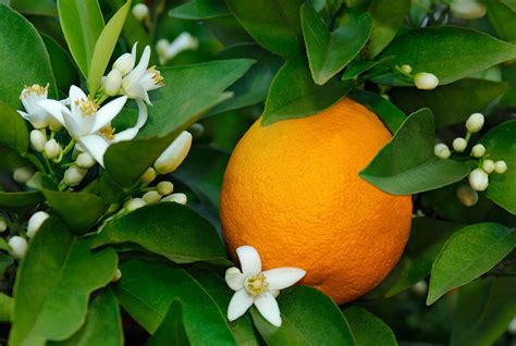 Orange | Vitamins, Minerals & Health Benefits | Britannica