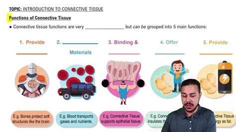 Functions of Connective Tissue | Channels for Pearson+