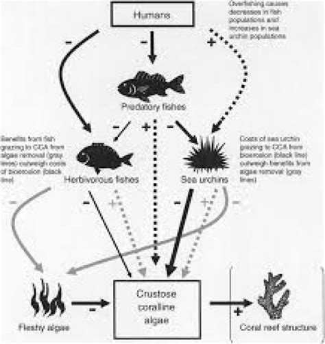 7 Examples of Trophic Cascade Globally, Causes - Environment Go!