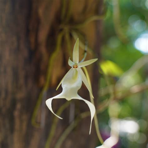 Orchids & Epiphytes | Naples Botanical Garden