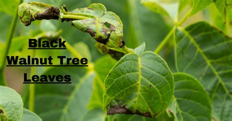 Unlocking the Mysteries of Black Walnut Tree Leaves: A Comprehensive ...