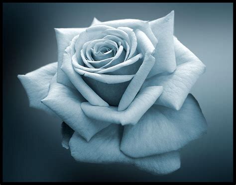 the simple rose by ssilence on DeviantArt