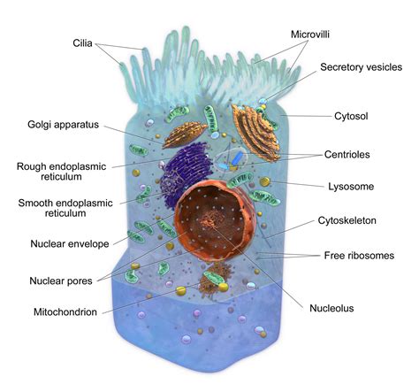 Cell Anatomy (3D Labeled Diagram) | Science | PiTribe