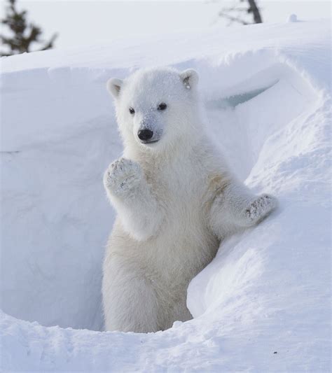 Polar Bear Cub Greets the World Picture | Cutest baby animals from ...