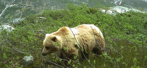 Tourism and Wildlife Impacts in Glacier Bay (U.S. National Park Service)