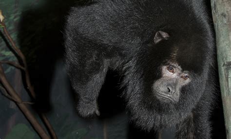 Black howler monkey | Smithsonian's National Zoo and Conservation ...