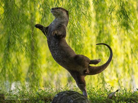 Finalists Announced in the Comedy Wildlife Photography Awards 2023