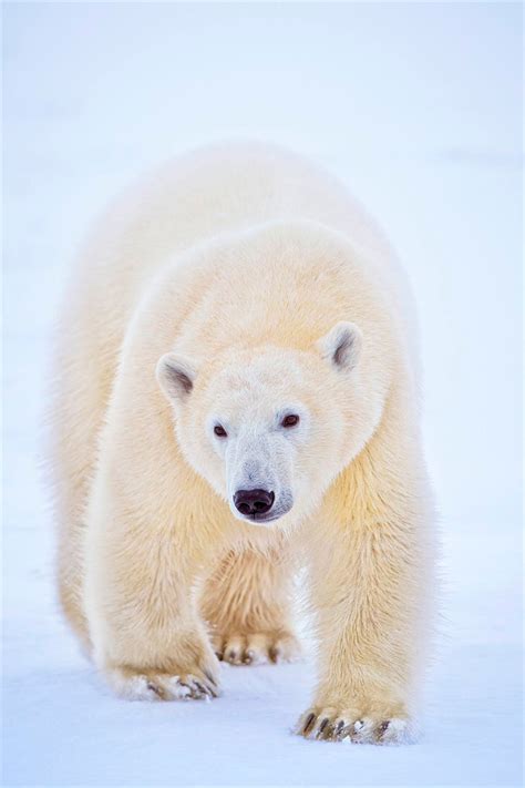 Arctic Region Canada Animals