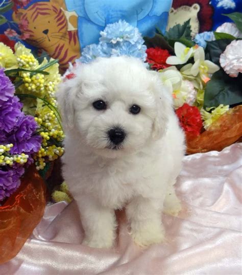 Bichon Frise Puppies For Sale | Prince George, BC #234679