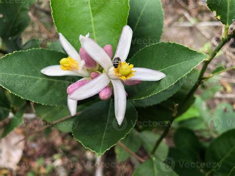 Fresh orange tree blossom, citrus fruit flower 11869260 Stock Photo at ...