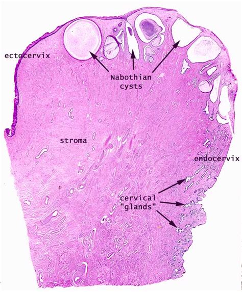 Histology at SIU