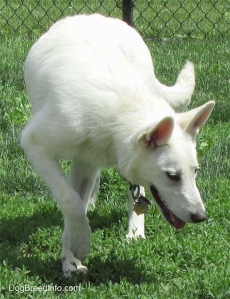 American White Shepherd Dog Breed Pictures, 1